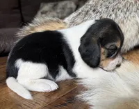 Paisley , a female Beagle for sale in Fordland, MO – 8 of 10