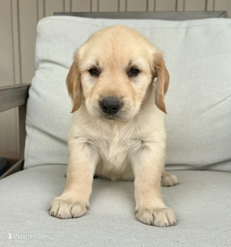 Rosie-red – Golden Retriever puppy for sale in Fordland, MO