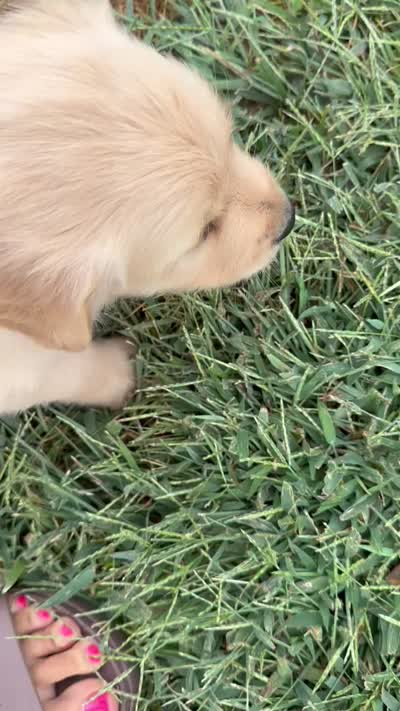Honey-yellow, a female Golden Retriever for sale in Fordland, MO – 6 of 6