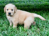 Duke, a male Golden Retriever for sale in Fordland, MO – 3 of 7