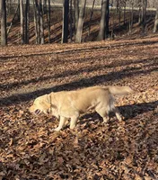 Cody, a male Golden Retriever for sale in Fordland, MO – 10 of 10