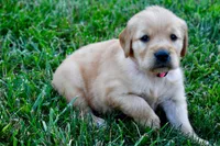 Molly, a female Golden Retriever for sale in Fordland, MO – 5 of 7