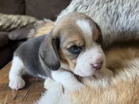 Paisley , a female Beagle for sale in Fordland, MO – 6 of 9
