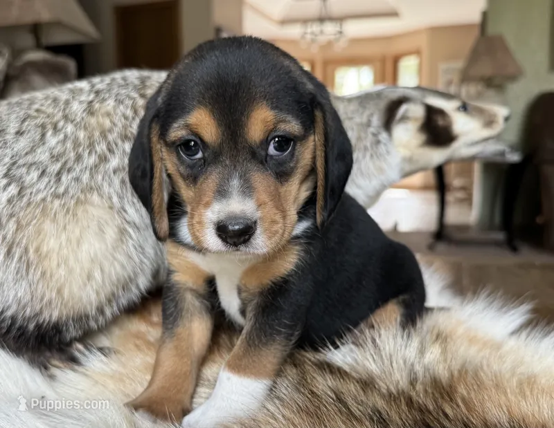 Champ – Beagle puppy for sale in Fordland, MO