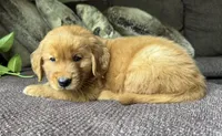 Max-gray, a male Golden Retriever for sale in Fordland, MO – 6 of 10