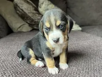 Jordy, a male Beagle for sale in Fordland, MO – 8 of 10