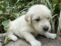 Koda-dk green , a male Golden Retriever for sale in Fordland, MO – 8 of 10