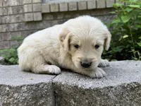 Cody-lt green, a male Golden Retriever for sale in Fordland, MO – 4 of 10