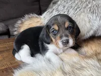 Tyler, a male Beagle for sale in Fordland, MO – 5 of 10