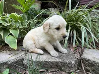 Pammy- purple , a female Golden Retriever for sale in Fordland, MO – 10 of 10