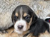 Jordy, a male Beagle for sale in Fordland, MO – 6 of 10