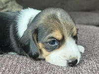 Scout, a male Beagle for sale in Fordland, MO – 2 of 10