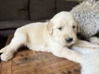 Pammy- purple , a female Golden Retriever for sale in Fordland, MO – 4 of 10