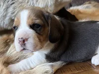 Paisley , a female Beagle for sale in Fordland, MO – 9 of 9