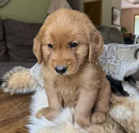 Max-gray, a male Golden Retriever for sale in Fordland, MO – 3 of 10