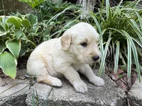 Pammy- purple , a female Golden Retriever for sale in Fordland, MO – 7 of 10