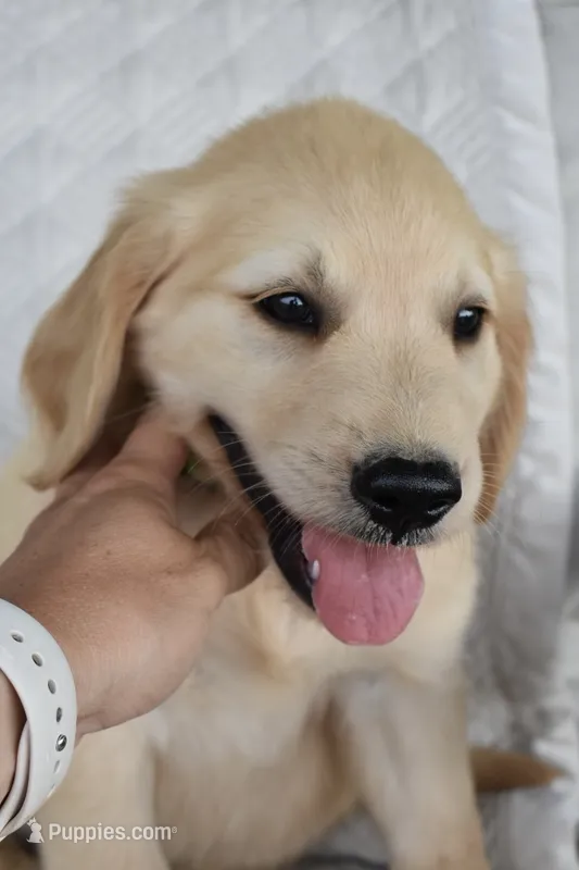 Jack – Golden Retriever puppy for sale in Fordland, MO