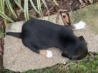 Champ, a male Beagle for sale in Fordland, MO – 10 of 10
