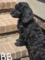Beauregard, a male Poodle - Standard  for sale in Fayetteville, NC – 3 of 3