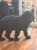 Gigi, a female Poodle - Standard  for sale in Fayetteville, NC – 2 of 4