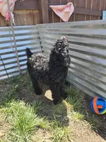 Gigi, a female Poodle - Standard  for sale in Fayetteville, NC – 4 of 4