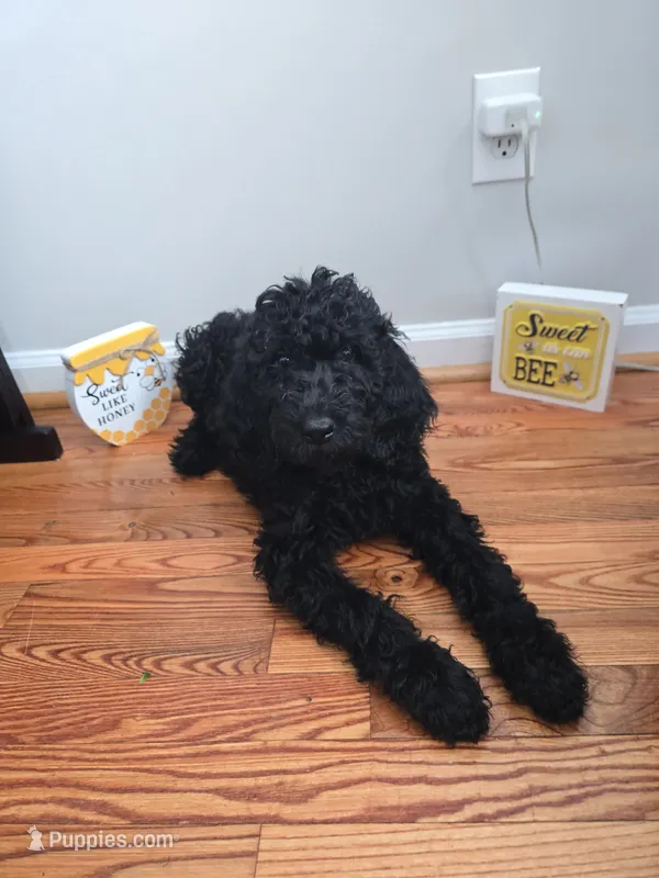 Gigi – Poodle - Standard  puppy for sale in Fayetteville, NC