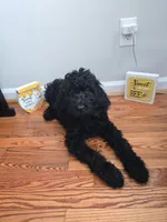 Gigi, a female Poodle - Standard  for sale in Fayetteville, NC – 1 of 4