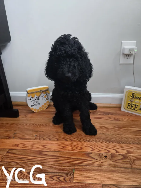 Beauregard – Poodle - Standard  puppy for sale in Fayetteville, NC