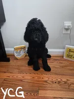 Beauregard, a male Poodle - Standard  for sale in Fayetteville, NC – 1 of 3