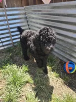 Gigi, a female Poodle - Standard  for sale in Fayetteville, NC – 3 of 4