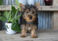 Mikey , a male Yorkshire Terrier for sale in Bremen, IN – 8 of 10
