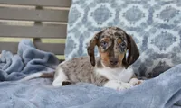 Felix , a male Miniature Dachshund for sale in Bremen, IN – 3 of 5