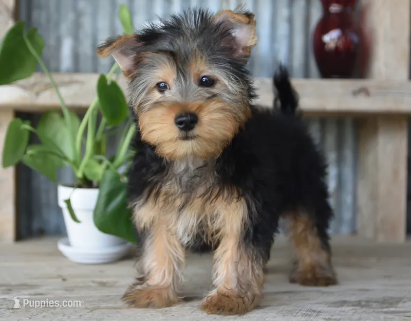 Ronnie  – Yorkshire Terrier puppy for sale in Bremen, IN