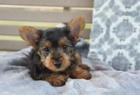 Mikey , a male Yorkshire Terrier for sale in Bremen, IN – 7 of 8
