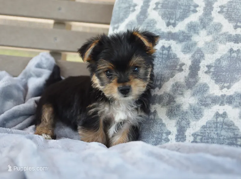 Mason  – Yorkshire Terrier puppy for sale in Bremen, IN