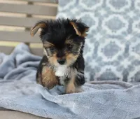 Mason , a male Yorkshire Terrier for sale in Bremen, IN – 2 of 9