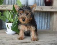 Mikey , a male Yorkshire Terrier for sale in Bremen, IN – 7 of 10
