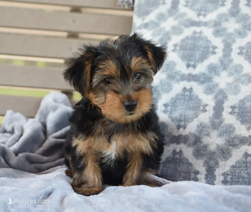 Ronnie  – Yorkshire Terrier puppy for sale in Bremen, IN
