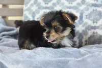 Mason , a male Yorkshire Terrier for sale in Bremen, IN – 5 of 9