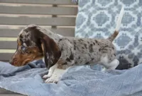 Felix , a male Miniature Dachshund for sale in Bremen, IN – 5 of 5