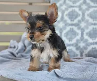 Rita , a female Yorkshire Terrier for sale in Bremen, IN – 2 of 4