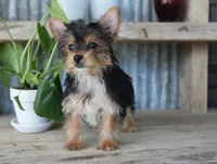 Rita , a female Yorkshire Terrier for sale in Bremen, IN – 7 of 9