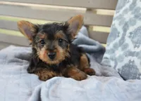 Mikey , a male Yorkshire Terrier for sale in Bremen, IN – 3 of 8