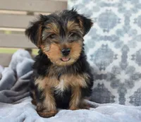 Ronnie , a male Yorkshire Terrier for sale in Bremen, IN – 2 of 6