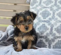 Ronnie , a male Yorkshire Terrier for sale in Bremen, IN – 1 of 6