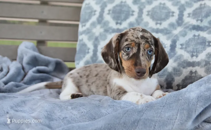 Felix  – Miniature Dachshund puppy for sale in Bremen, IN