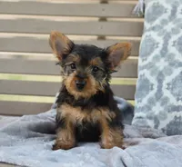 Mikey , a male Yorkshire Terrier for sale in Bremen, IN – 4 of 8