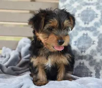 Ronnie , a male Yorkshire Terrier for sale in Bremen, IN – 4 of 6