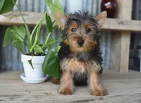 Mikey , a male Yorkshire Terrier for sale in Bremen, IN – 9 of 10