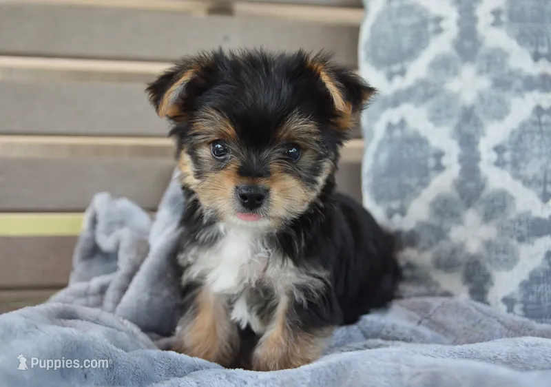 Mason  – Yorkshire Terrier puppy for sale in Bremen, IN